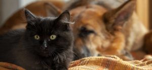 dog and cat resting together