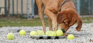 Dog solving puzzle, tennis balls
