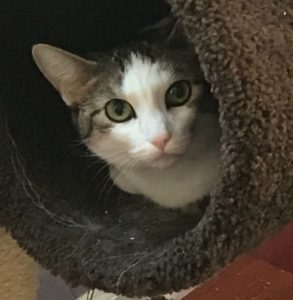 cat in cat tower