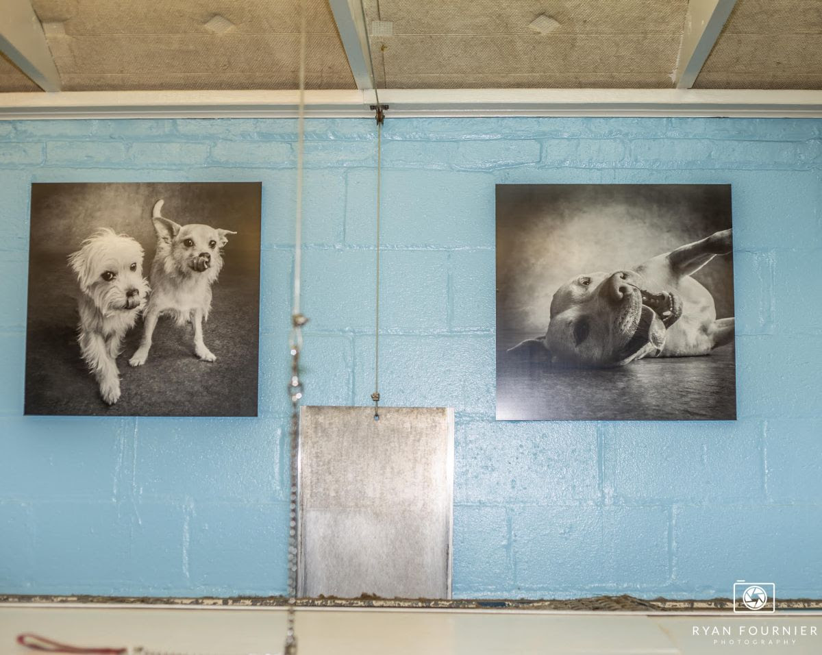 David Sutton Heartland Animal Shelter