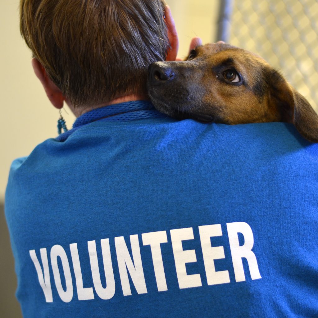 Volunteer orientation - Heartland Animal Shelter