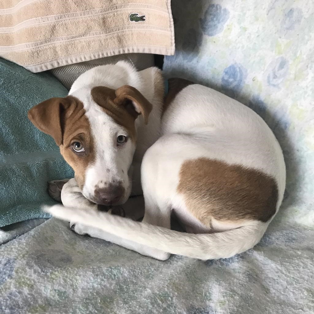 Parvo Puppy 3 Heartland Animal Shelter